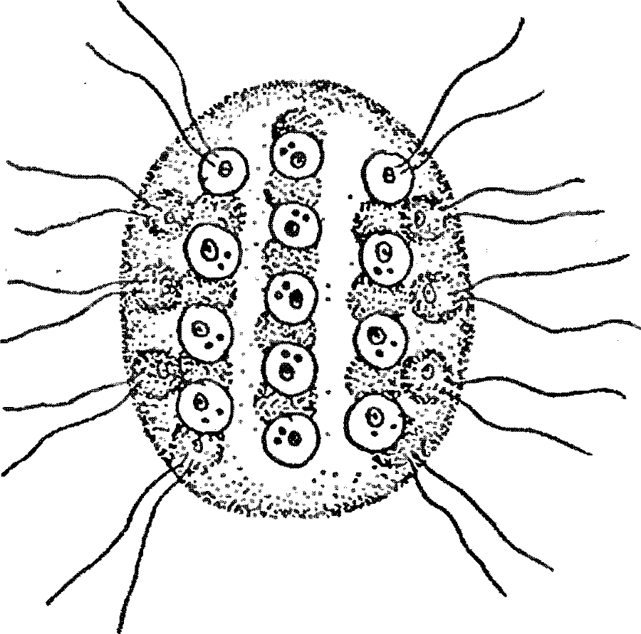 Я познаю мир. Ботаника - image40.png