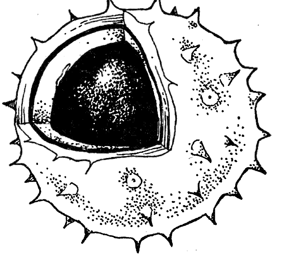 Я познаю мир. Ботаника - image42.png