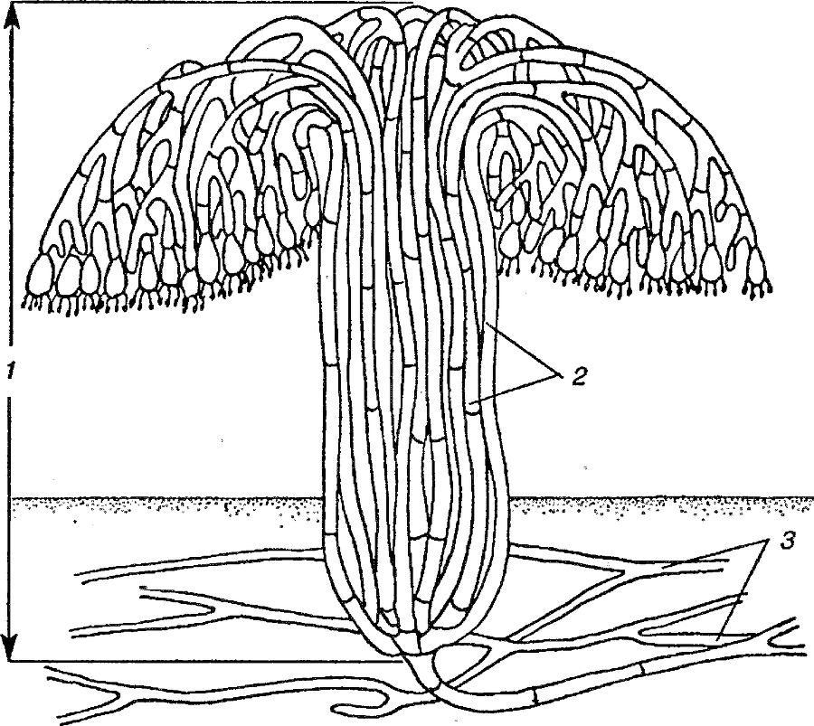 Я познаю мир. Ботаника - image50.png