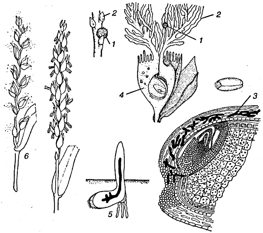 Я познаю мир. Ботаника - image51.png