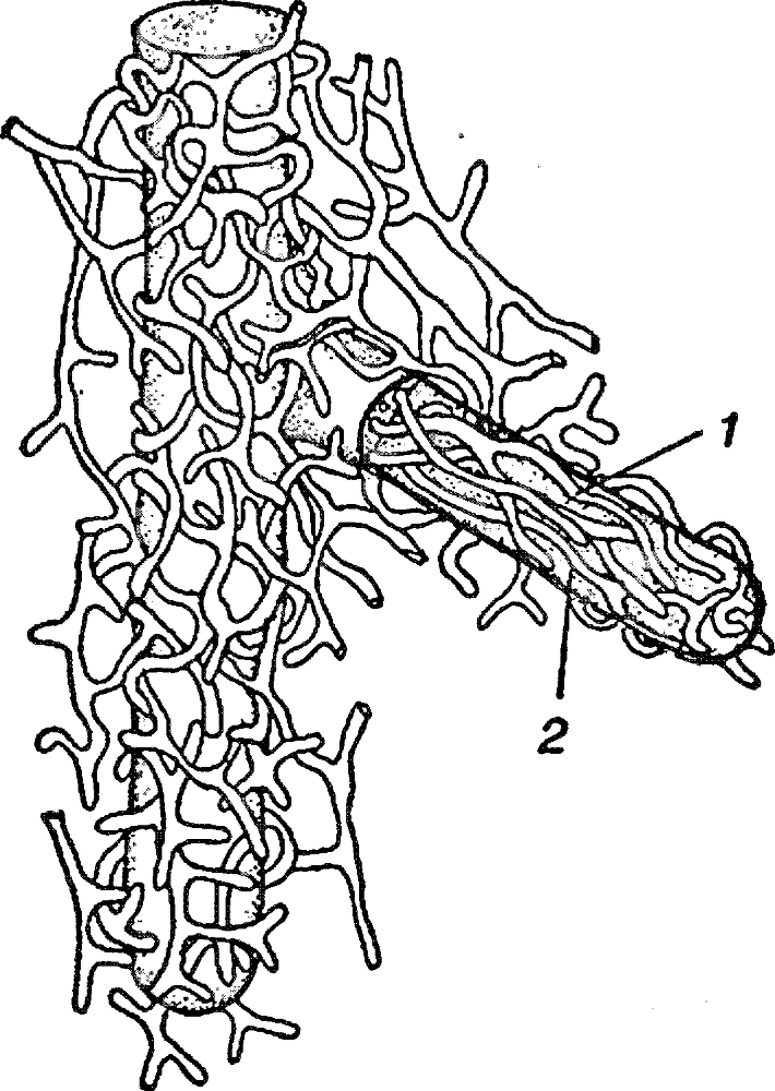 Я познаю мир. Ботаника - image56.png