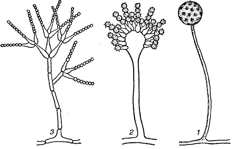 Я познаю мир. Ботаника - image59.png