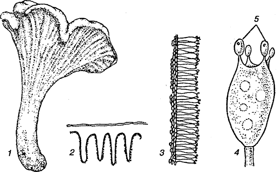 Я познаю мир. Ботаника - image60.png