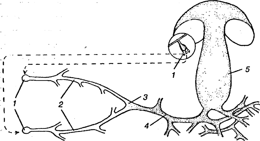 Я познаю мир. Ботаника - image61.png