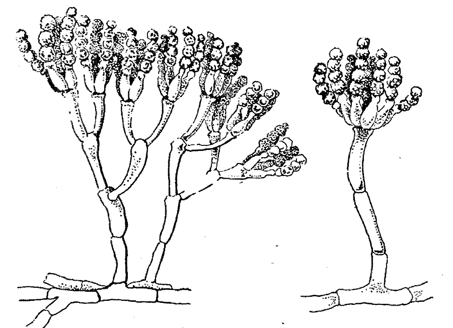 Я познаю мир. Ботаника - image65.png