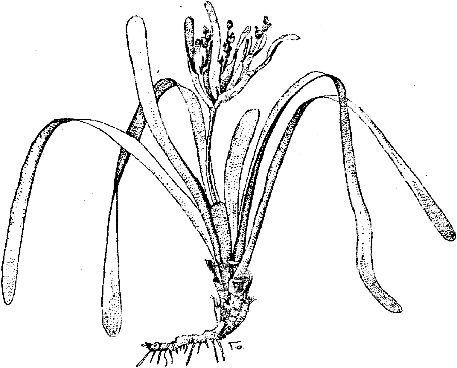 Я познаю мир. Ботаника - image68.png