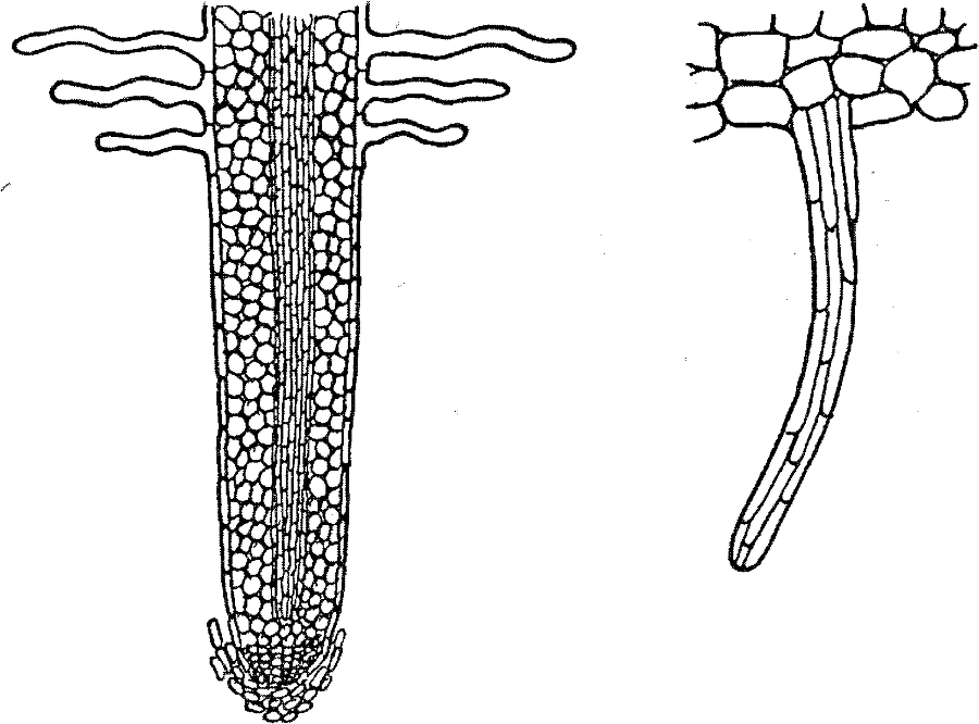 Я познаю мир. Ботаника - image69.png