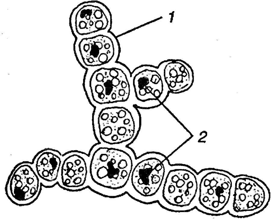 Я познаю мир. Ботаника - image72.png