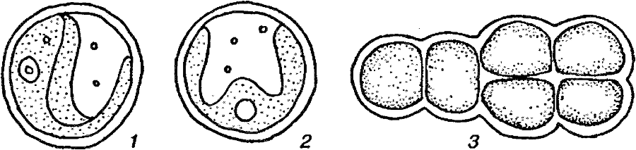 Я познаю мир. Ботаника - image73.png