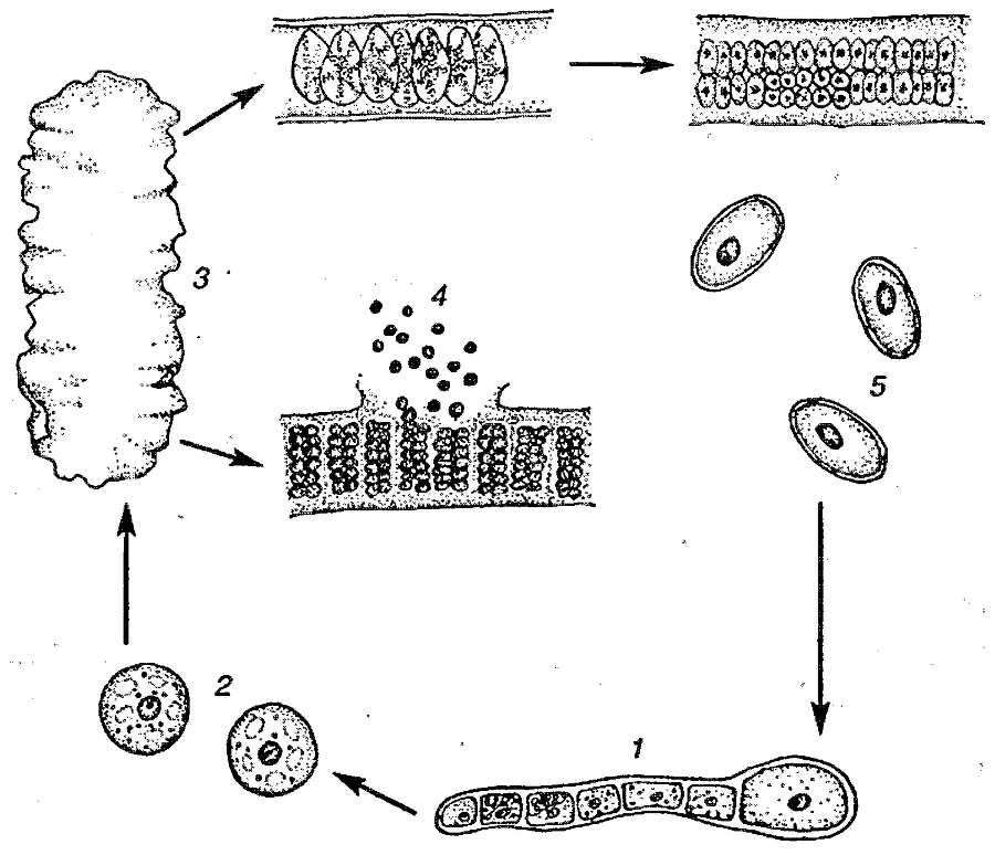 Я познаю мир. Ботаника - image78.png