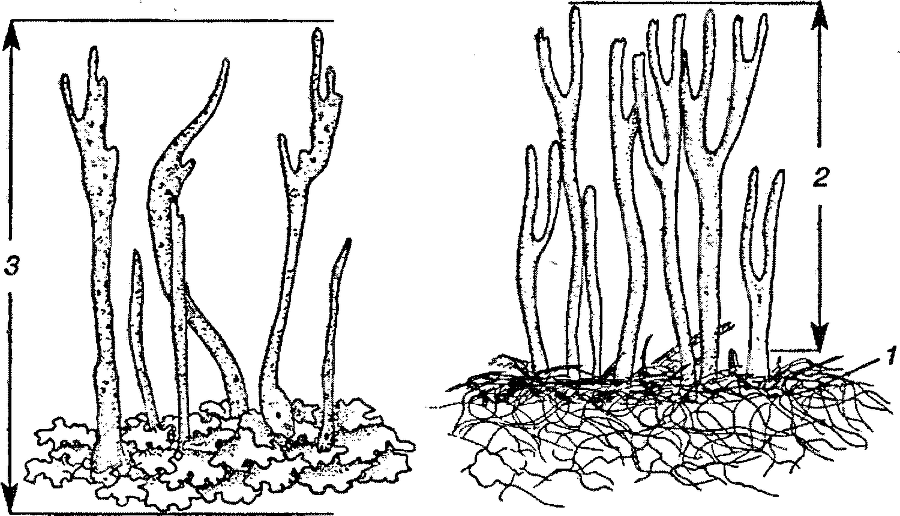 Я познаю мир. Ботаника - image83.png