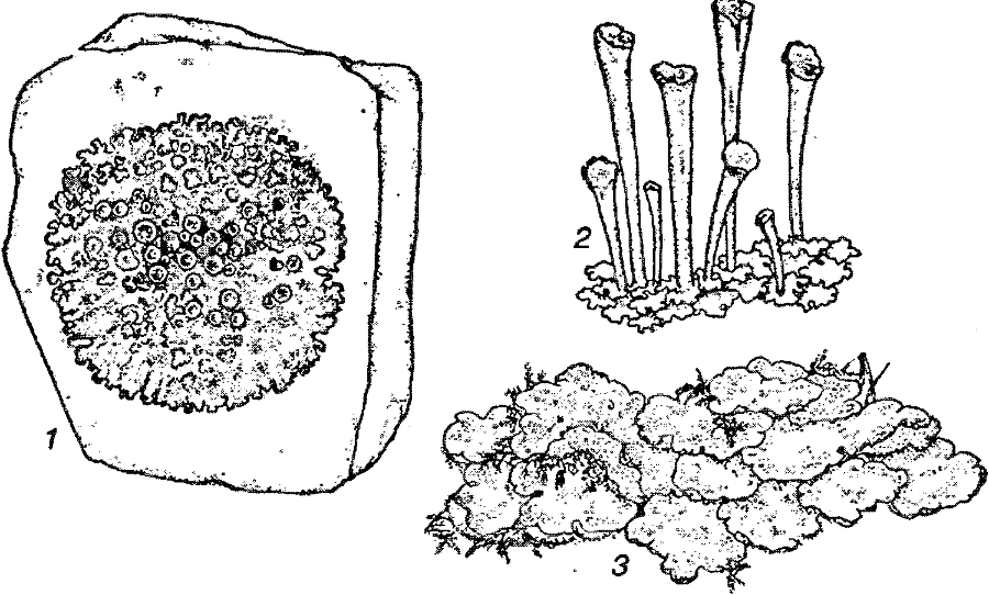 Я познаю мир. Ботаника - image84.png