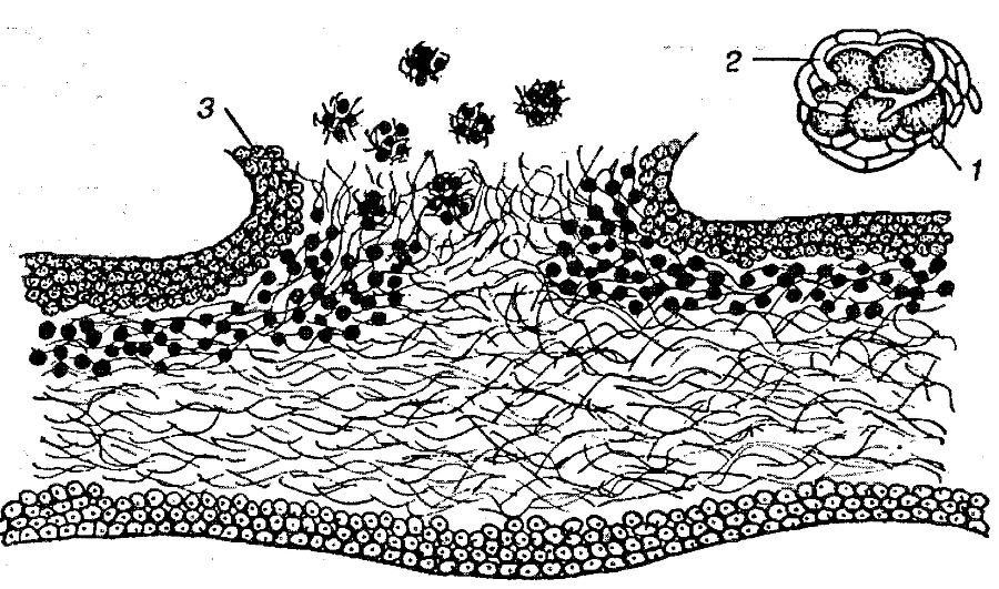 Я познаю мир. Ботаника - image87.png