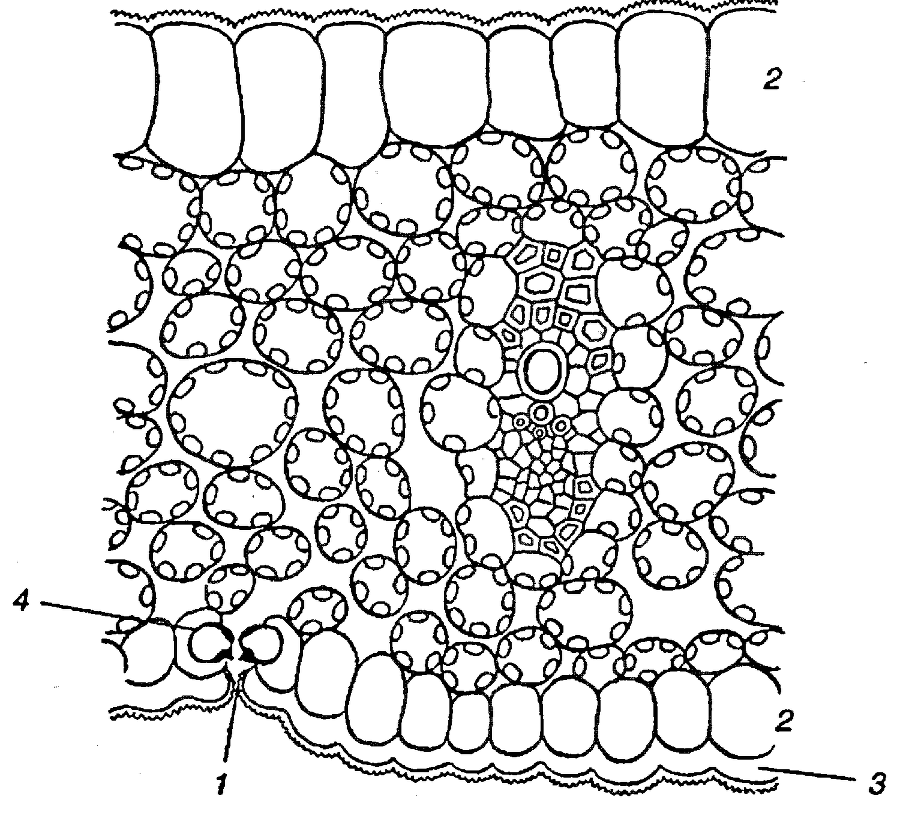 Я познаю мир. Ботаника - image93.png