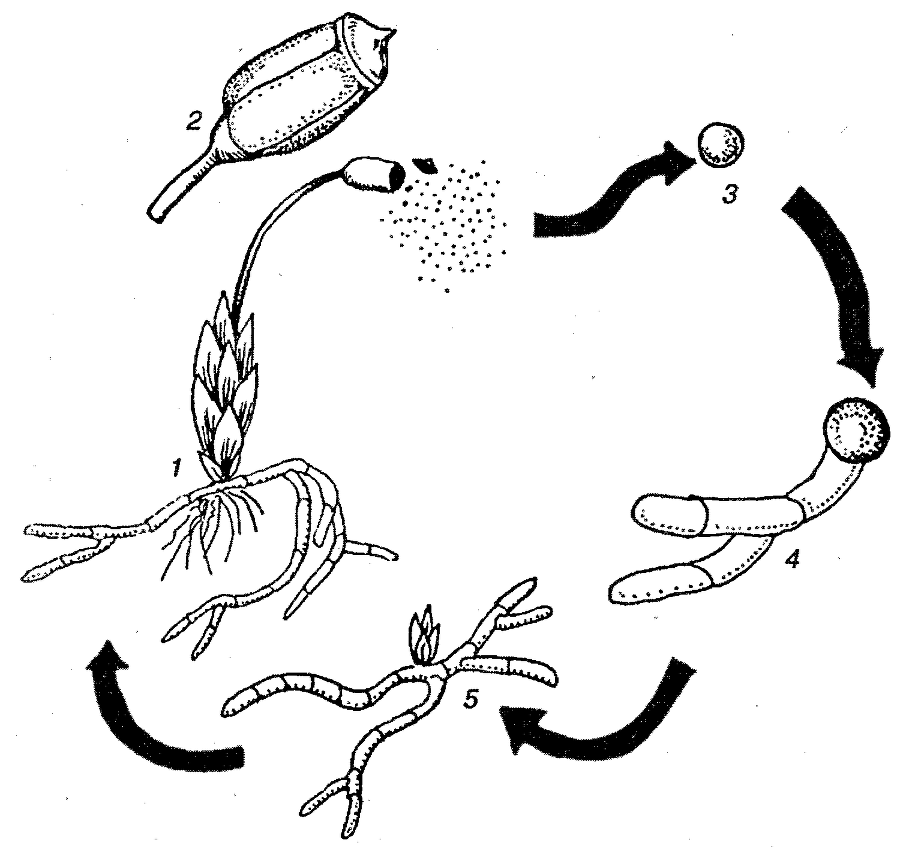 Я познаю мир. Ботаника - image96.png