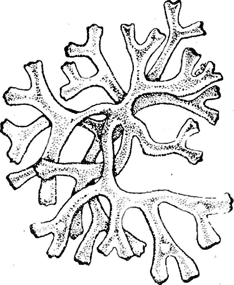 Я познаю мир. Ботаника - image97.png