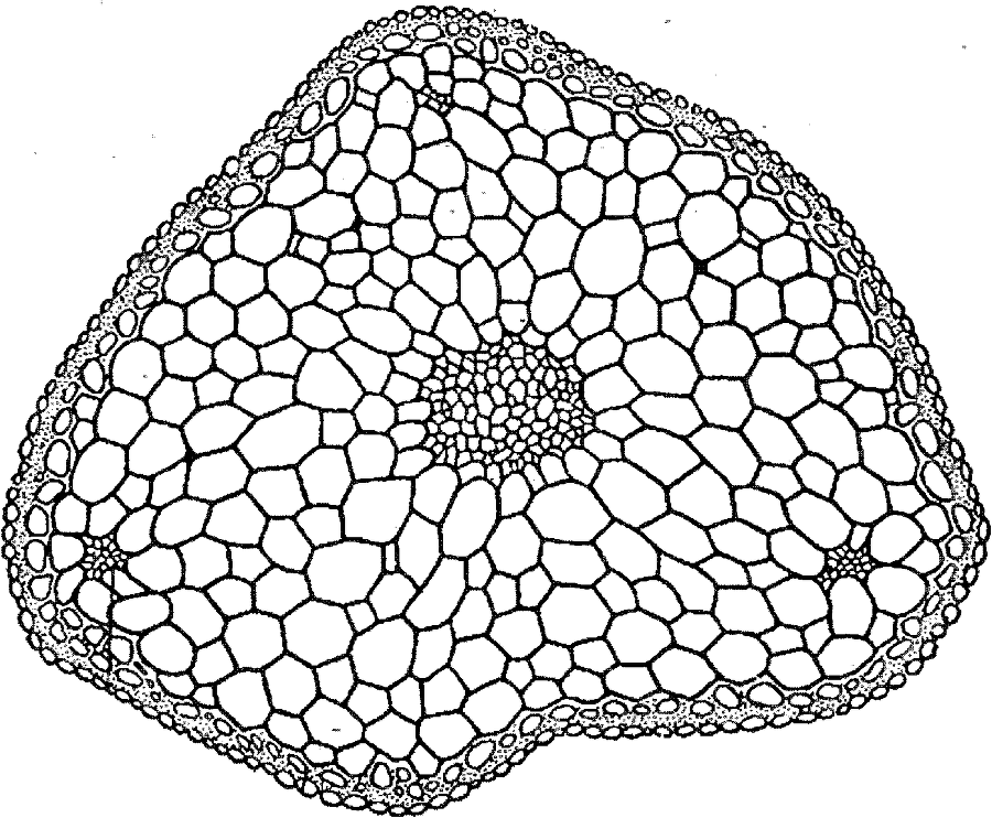 Я познаю мир. Ботаника - image101.png