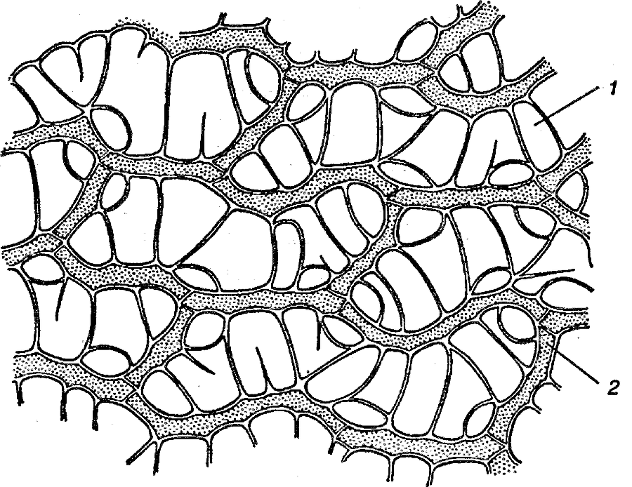 Я познаю мир. Ботаника - image102.png