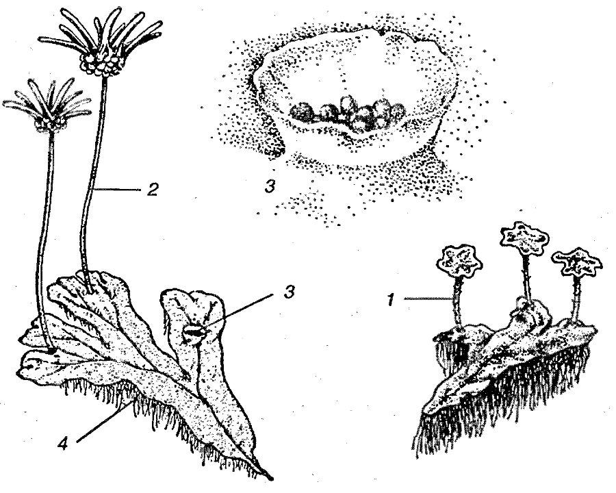 Я познаю мир. Ботаника - image98.png