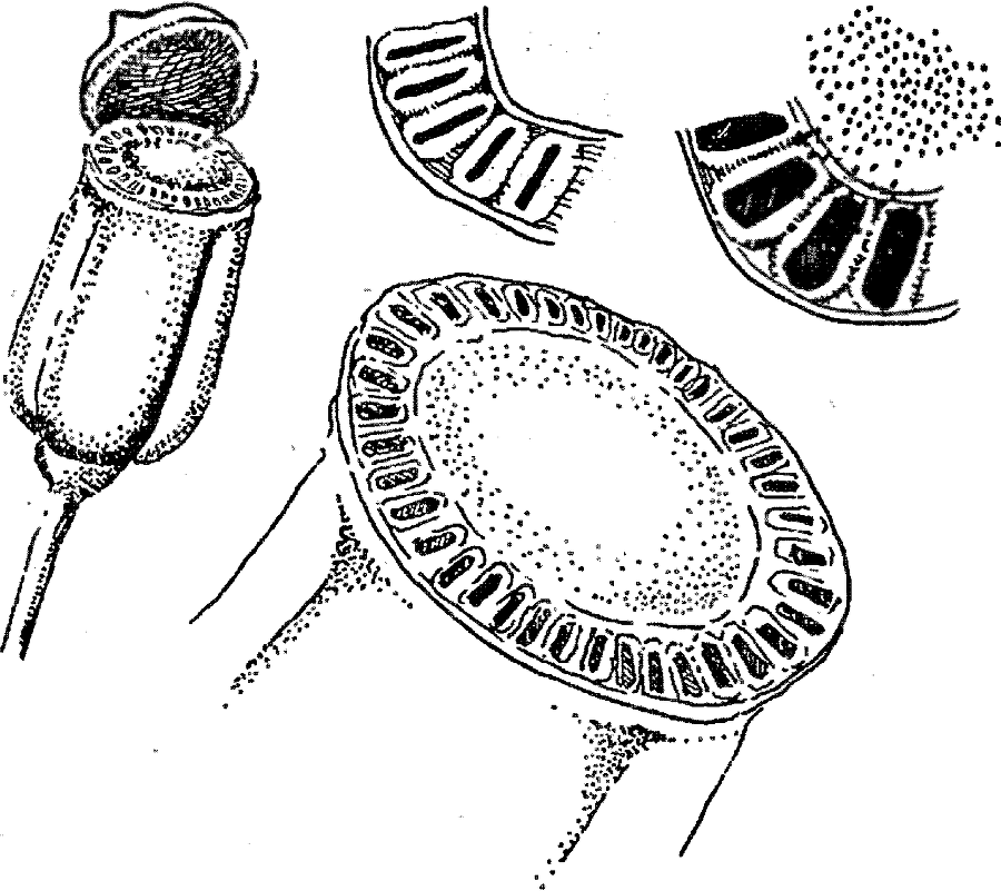 Я познаю мир. Ботаника - image105.png