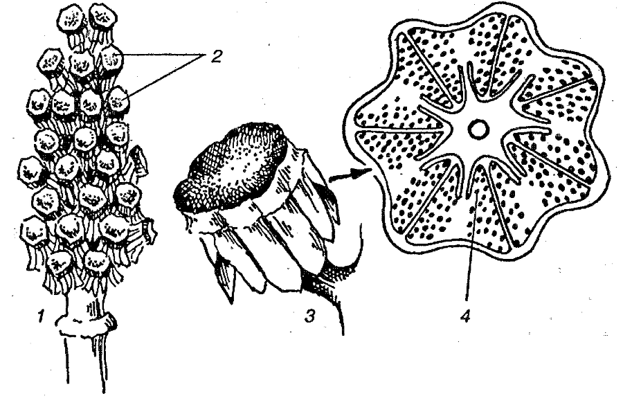 Я познаю мир. Ботаника - image112.png