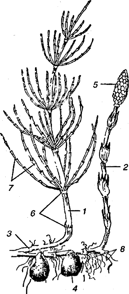 Я познаю мир. Ботаника - image113.png