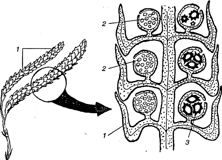 Я познаю мир. Ботаника - image115.png