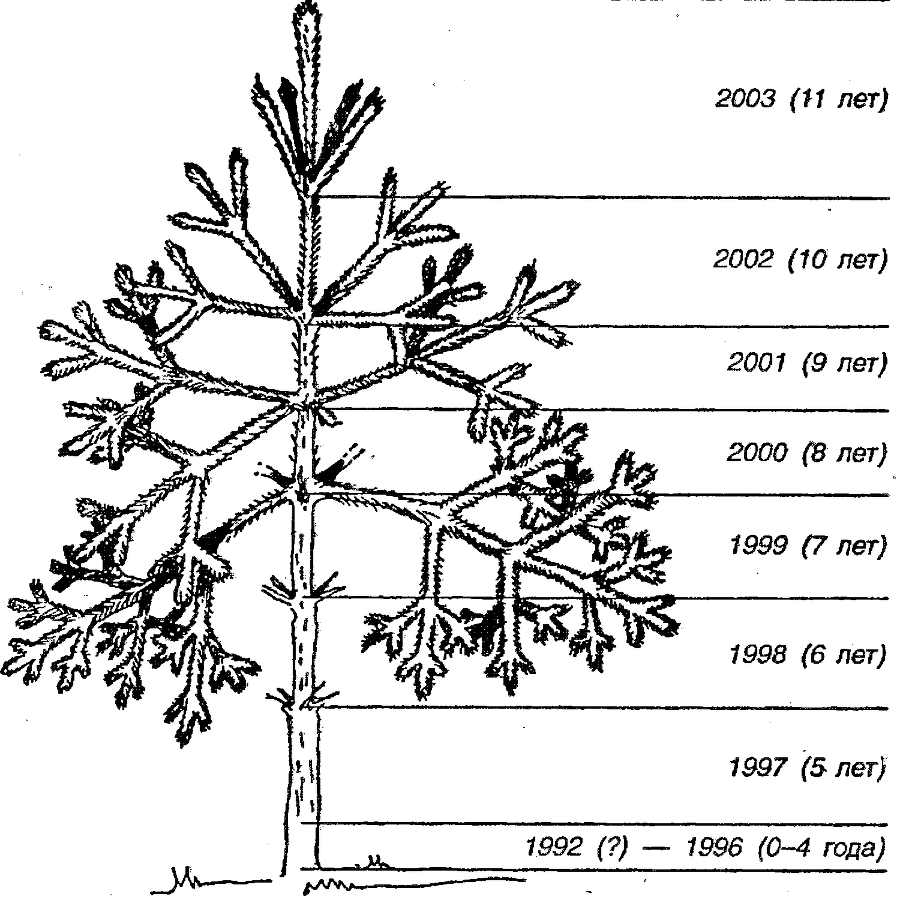 Я познаю мир. Ботаника - image135.png