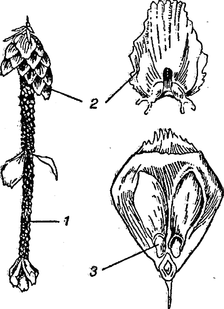 Я познаю мир. Ботаника - image136.png