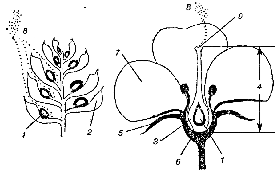 Я познаю мир. Ботаника - image149.png