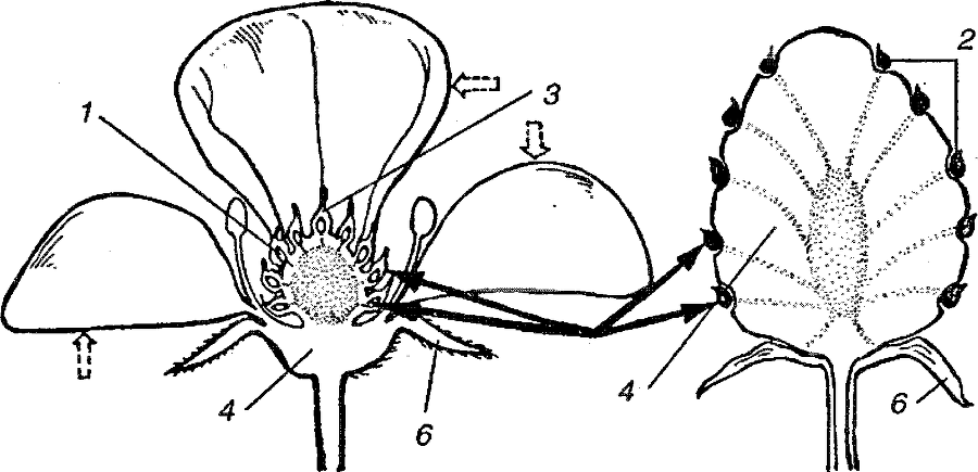 Я познаю мир. Ботаника - image150.png