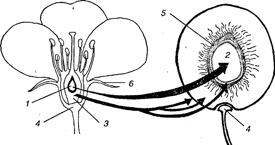 Я познаю мир. Ботаника - image151.png