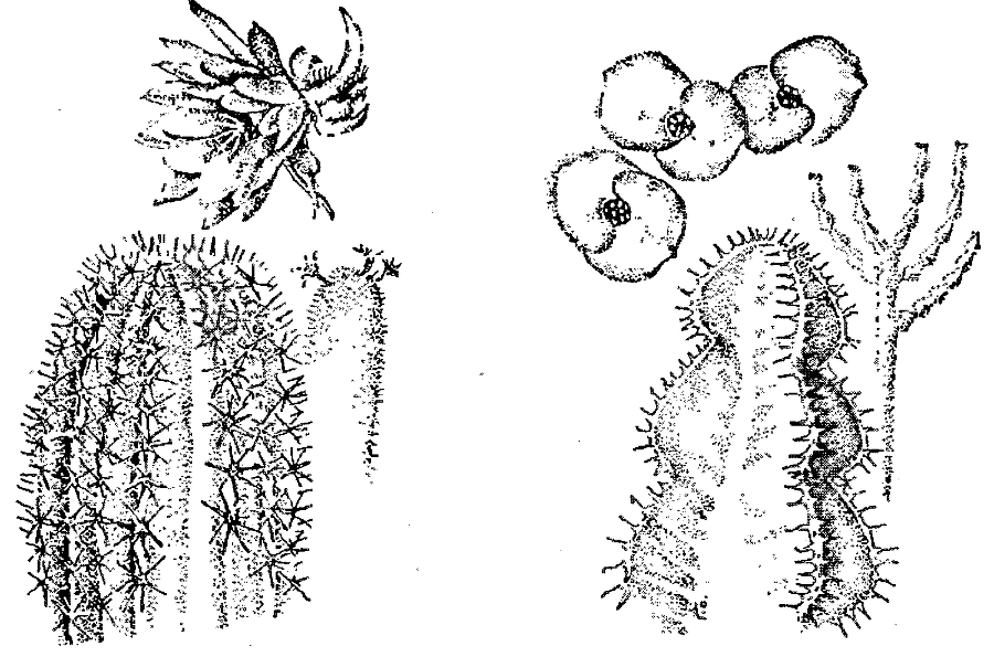 Я познаю мир. Ботаника - image157.png