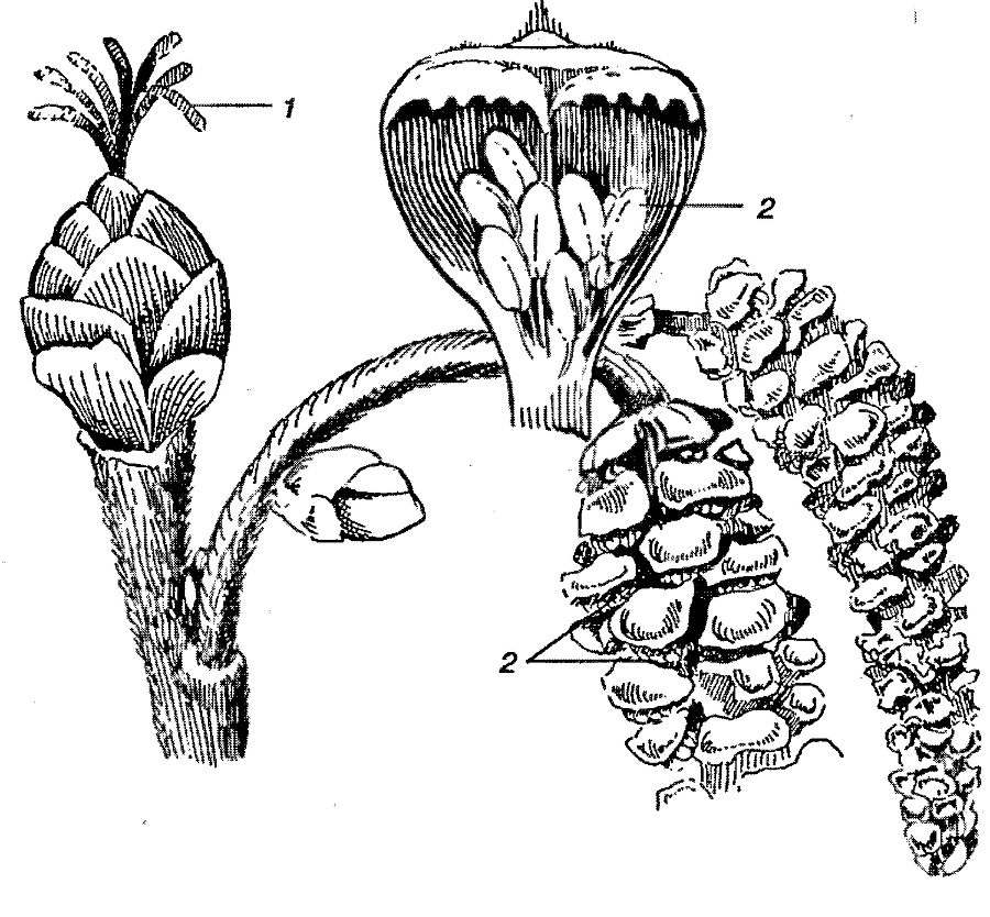 Я познаю мир. Ботаника - image167.png