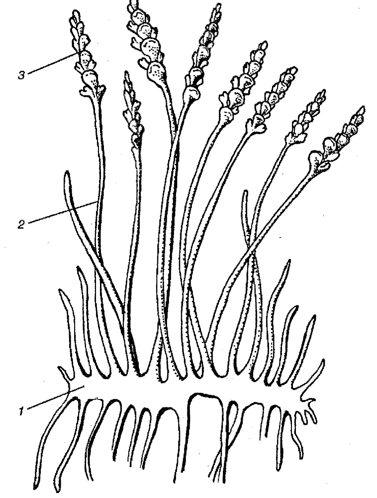 Я познаю мир. Ботаника - image179.png