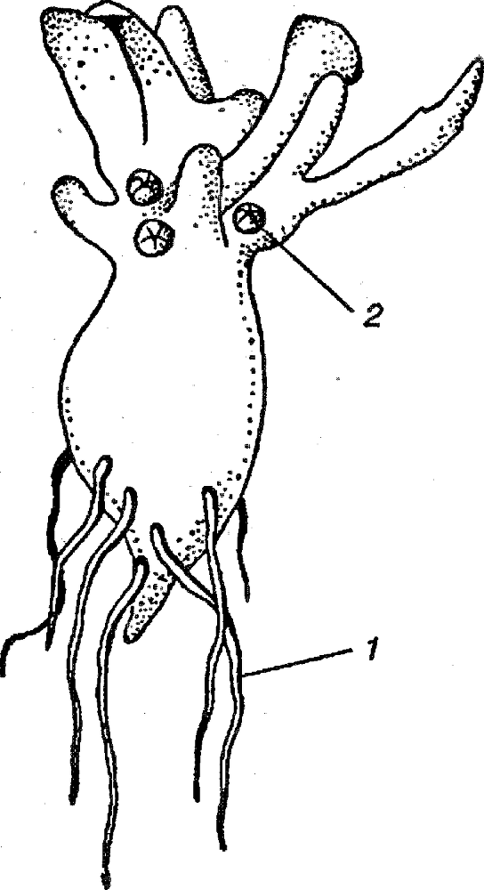 Я познаю мир. Ботаника - image185.png