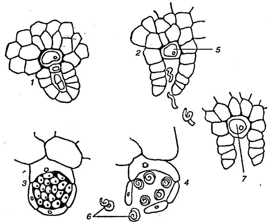 Я познаю мир. Ботаника - image186.png