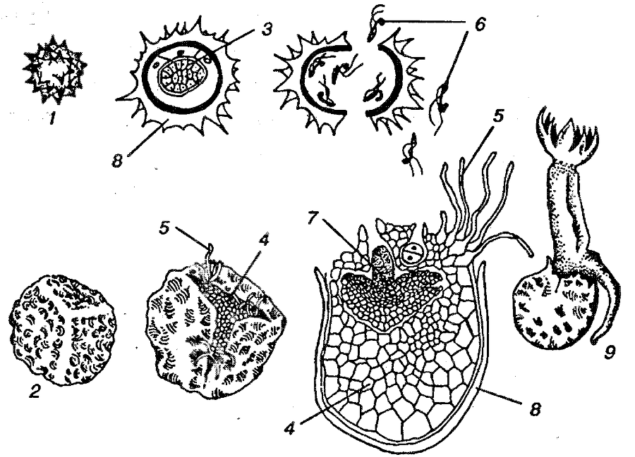 Я познаю мир. Ботаника - image190.png