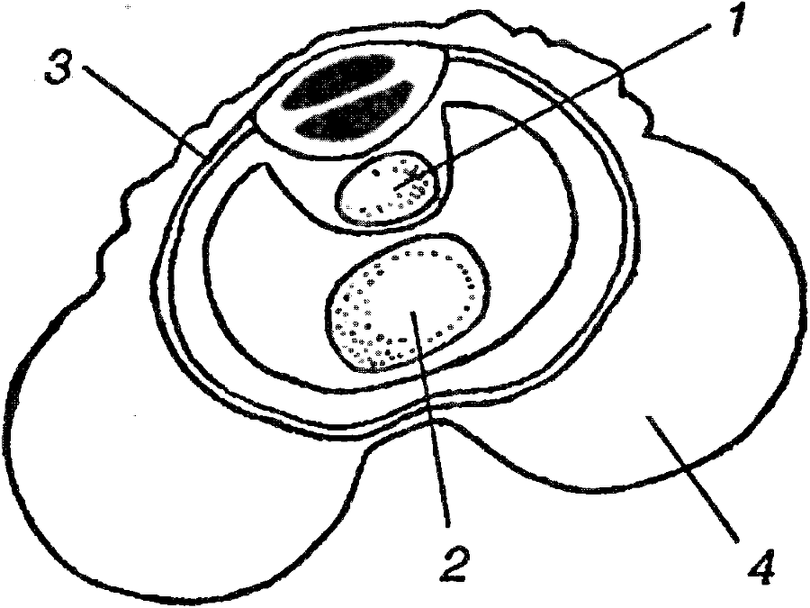 Я познаю мир. Ботаника - image191.png