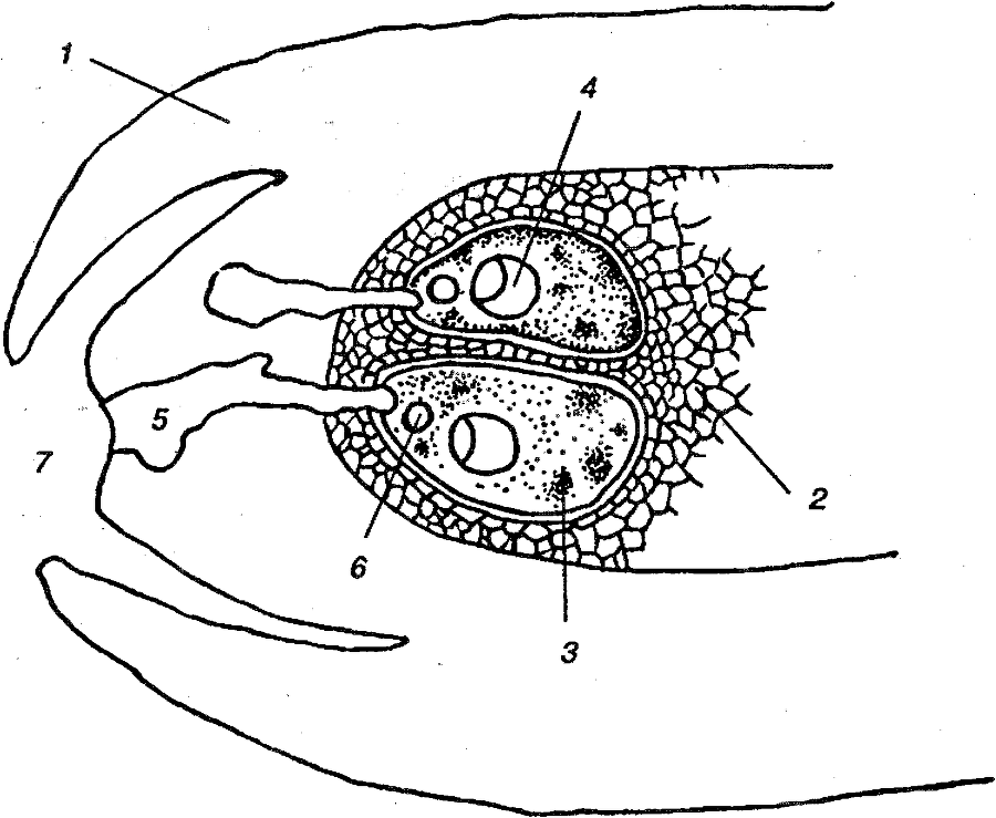 Я познаю мир. Ботаника - image192.png