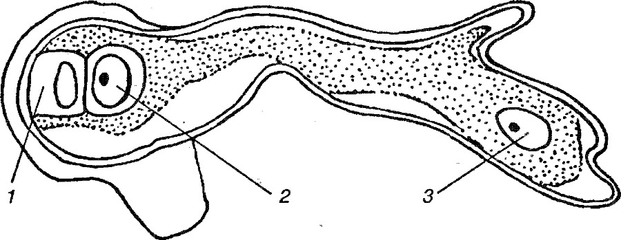 Я познаю мир. Ботаника - image193.png