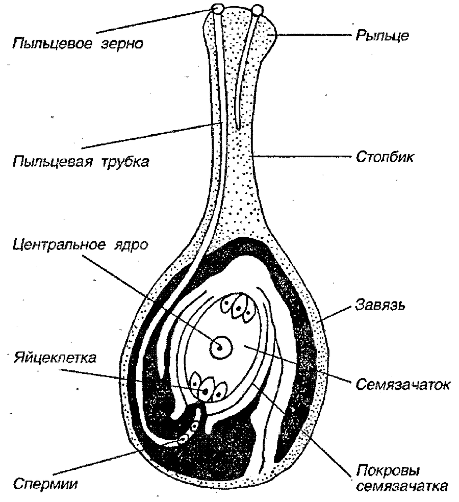 Я познаю мир. Ботаника - image194.png