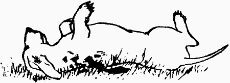 Поведение собак - i_008.png