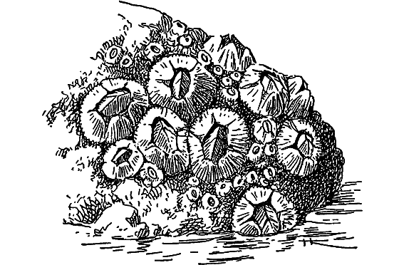 Жизнь моря - i_048.png