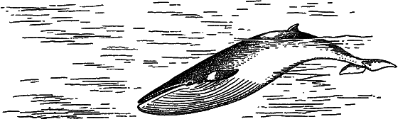 Жизнь моря - i_082.png