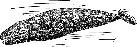 Жизнь моря - i_086.png