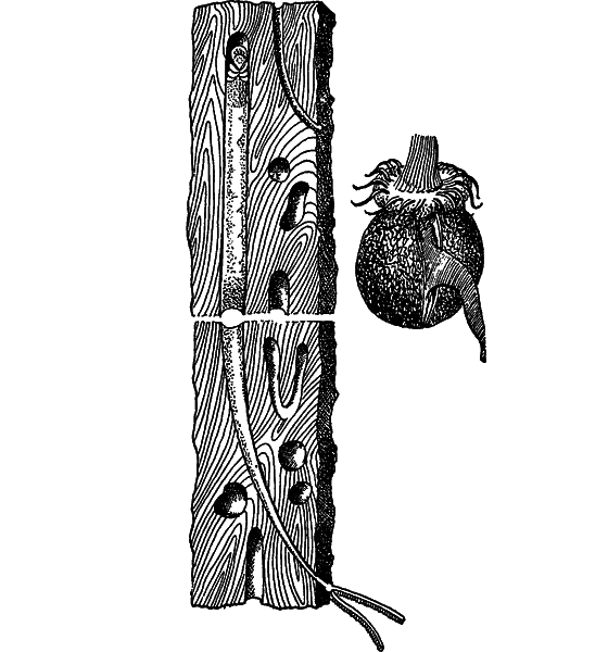 Жизнь моря - i_103.png