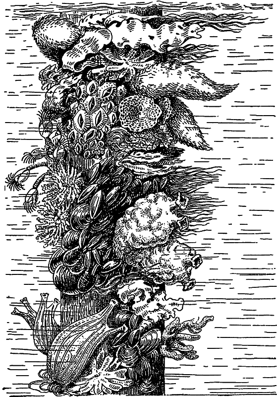 Жизнь моря - i_104.png