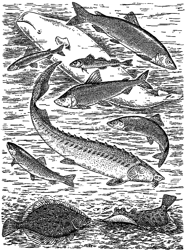 Жизнь моря - i_125.png