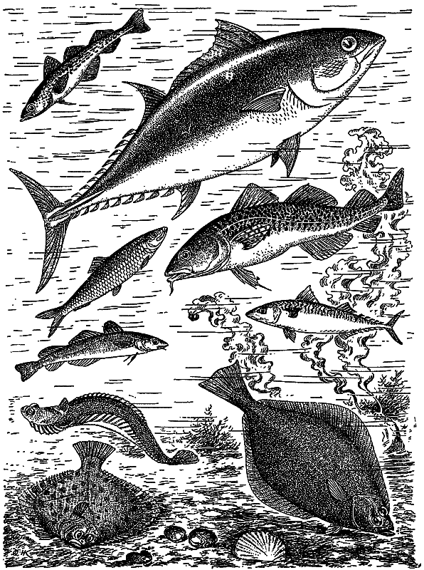 Жизнь моря - i_127.png